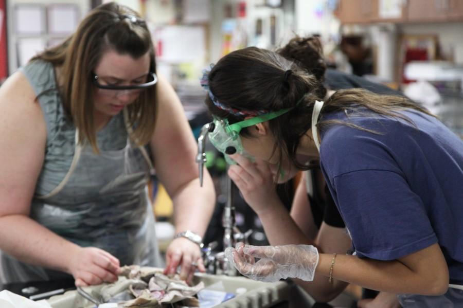 Photo Gallery: Aquatic Science dive into shark dissection