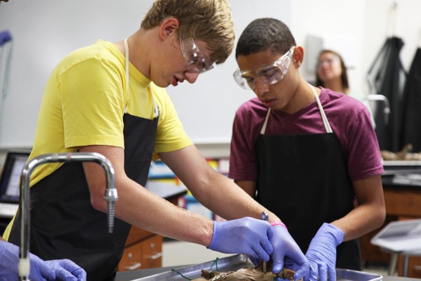Photo Gallery: Anatomy students give new life to fetal pigs