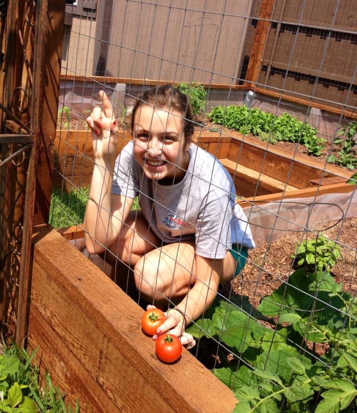 During harvest season junior Mercedes Rodriguez picks the blooming tomatoes in the Hulmes garden.