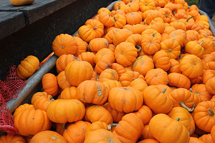 Photo Gallery: Fall festivities await guests at Flower Mound Pumpkin Patch