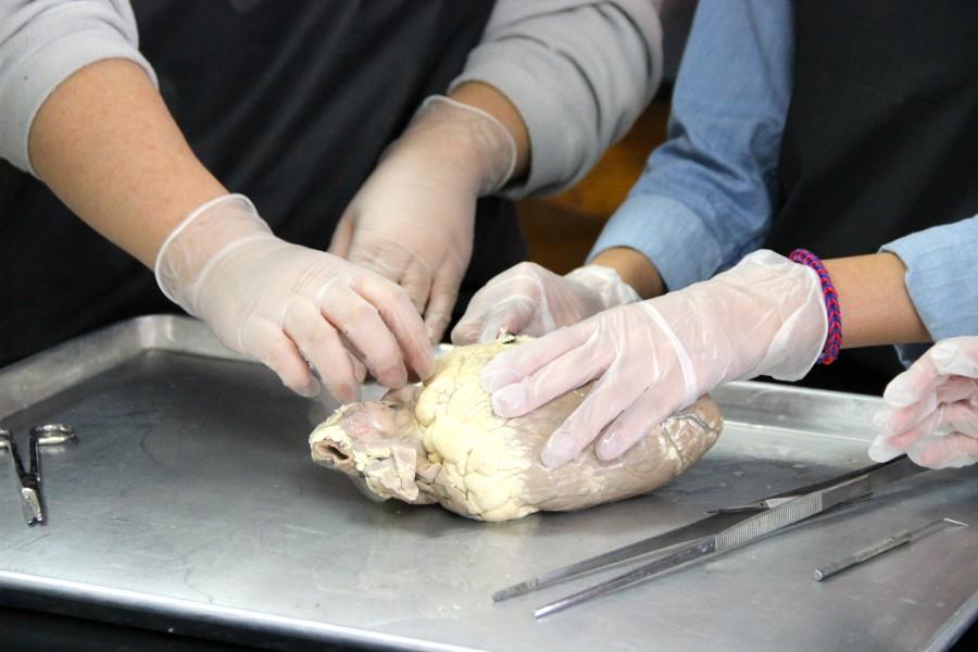 Deinhammers class gets hands on with sheep hearts