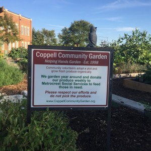 The Coppell Community Garden is located in Town Center next to City Hall. Volunteers within the community grow their own plants and donate their produce to Metrocrest Social Services every week. Photo by Kelly Monaghan.