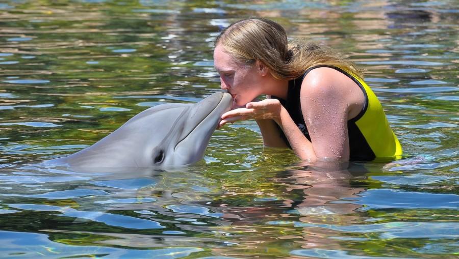 Coppell High School senior Sierra Latshaw kisses a dolphin during SeaWorld camp at Sea World San Antonio. She has attended an intensive two week course over the summer that trains campers to be counselors at SeaWorld. Photo courtesy Sierra Latshaw.