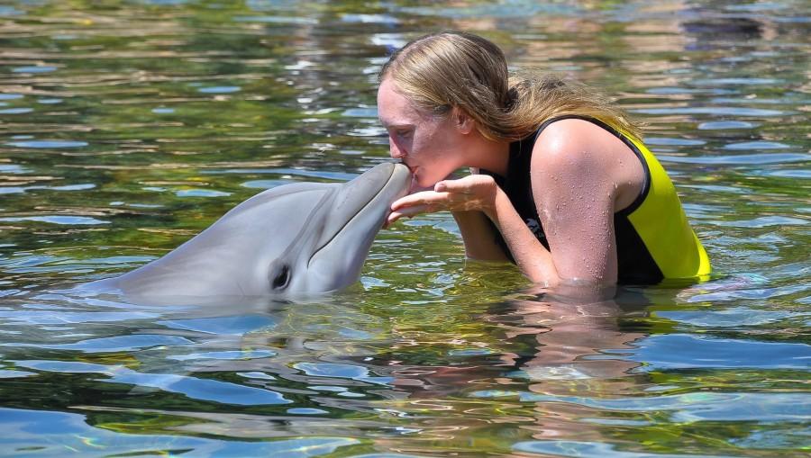 Coppell+High+School+senior+Sierra+Latshaw+kisses+a+dolphin+during+SeaWorld+camp+at+Sea+World+San+Antonio.+She+has+attended+an+intensive+two+week+course+over+the+summer+that+trains+campers+to+be+counselors+at+SeaWorld.+Photo+courtesy+Sierra+Latshaw.