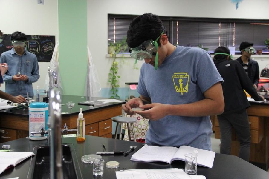 Coppell High School senior Sai Vegasena observes his agar-filled petri dish on Thursday in Jennifer Martin’s AP Biology class E203. AP Biology students are are artificially selecting for resistance in E. coli. 