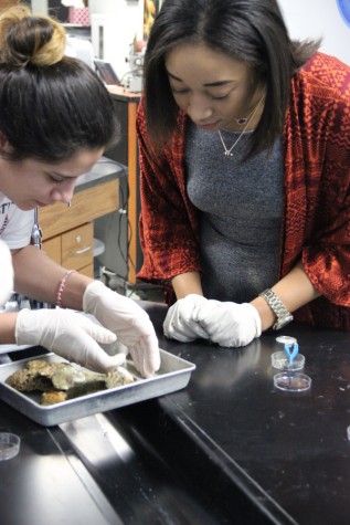 Coppell High School seniors Alyssa Cervantes and Chene Noel pick up oysters and crab on Monday in Laronna Doggett’s aquatic science classroom. Cervantes and Noel learned to distinguish the different types of crabs after Rena Elser’s presentation.