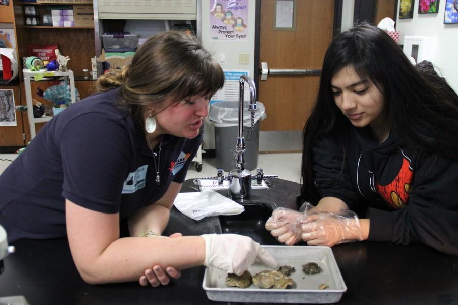 Rena Elser, the program coordinator of Texas A&M Sea Camp, points out different types of crabs to Coppell High School junior Crystal Chaves. Chaves proceeded to hold the crabs on her palms and observe them more closely. Photo by Ayoung Jo

