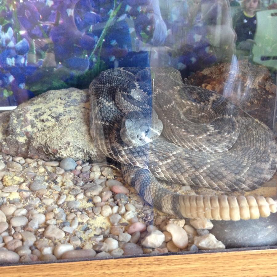 A rattlesnake is coiled in its tank. The rattlesnake belongs to Roger Sanderson, a snake expert that has the largest collection of live snakes in Texas.