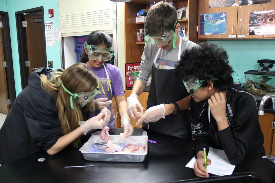 Honors biology students dissect chicken legs