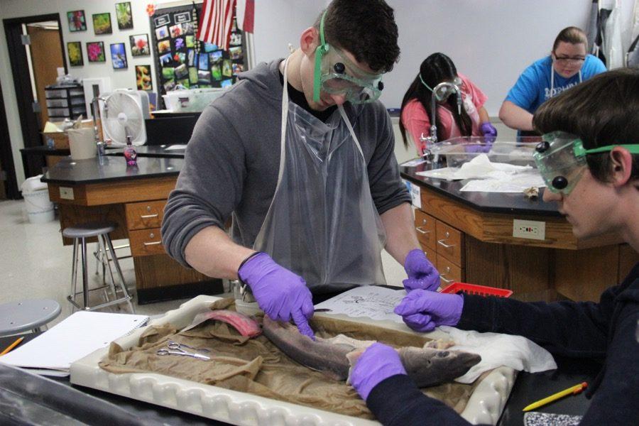 Coppell High School senior Luke McDowell feels the texture of an organ of a shark during fifth period on Friday in room E207. Laronna Doggett’s aquatic science class is currently studying vertebrae species.
