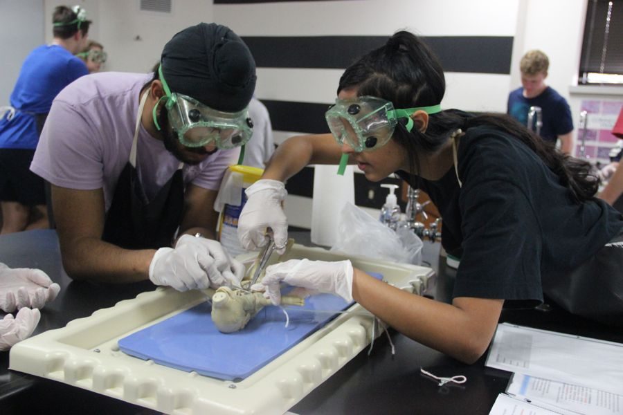 Coppell High School juniors Manin Sehgao and Piary Kaduna work together to find certain organs in the pig for Stefanie Clarke’s third period blended anatomy/physiology class on Tuesday. Students learned about directional terms and regions of the body first hand by doing the lab assigned. 

