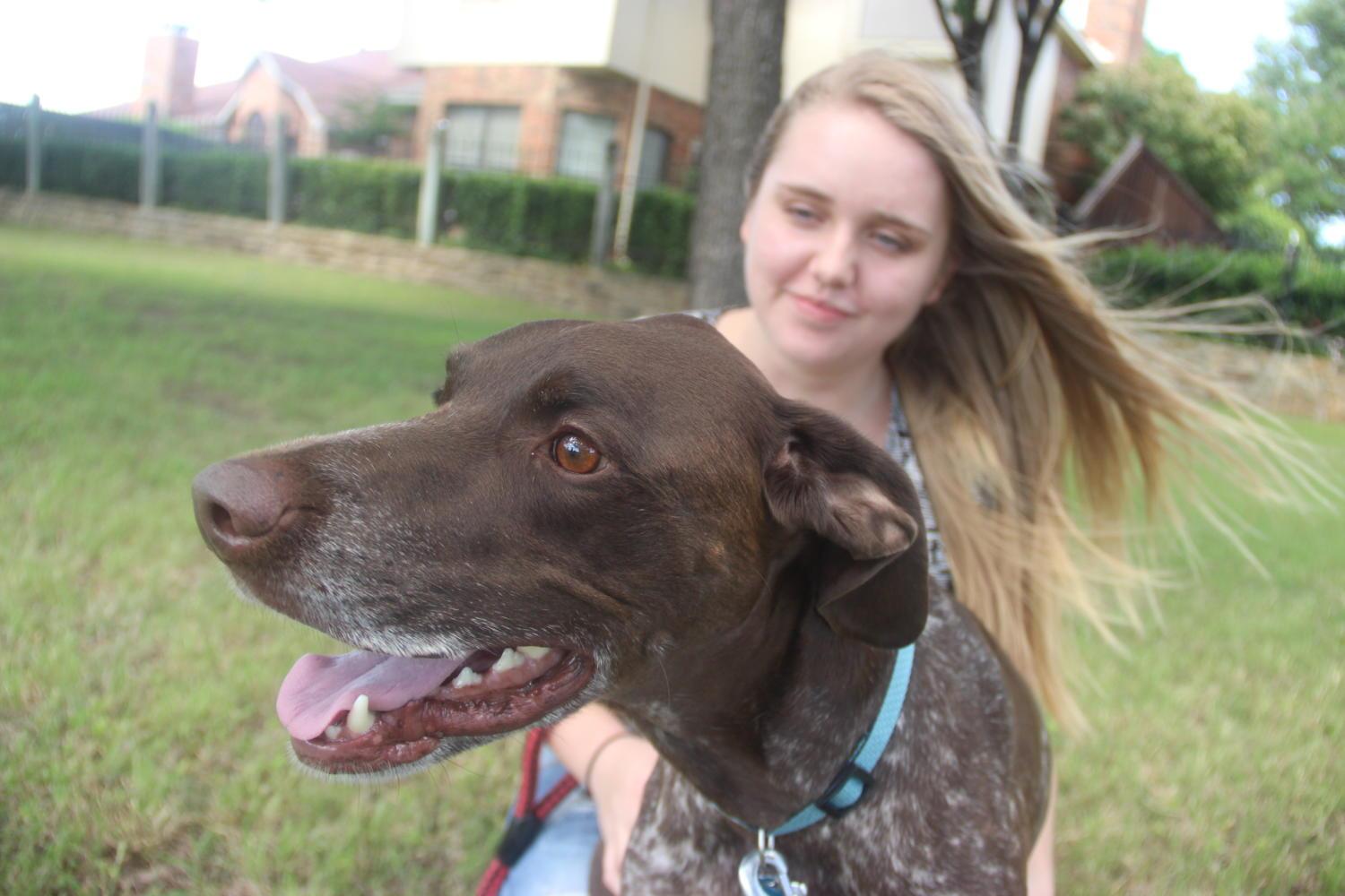 Coppell High School senior Lara Collins plays with her dog, a German Shorthaired Pointer named Sebastian, outside at Allen Road Park on May 1. Collins’ passion for animals has inspired her to take a gap year to travel through Europe and Australia to gain experience with animals for her future career in Captive Wildlife Care. 