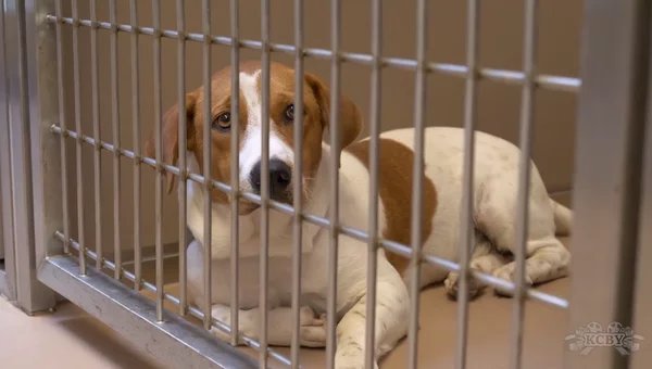 Local shelters foster lost pets