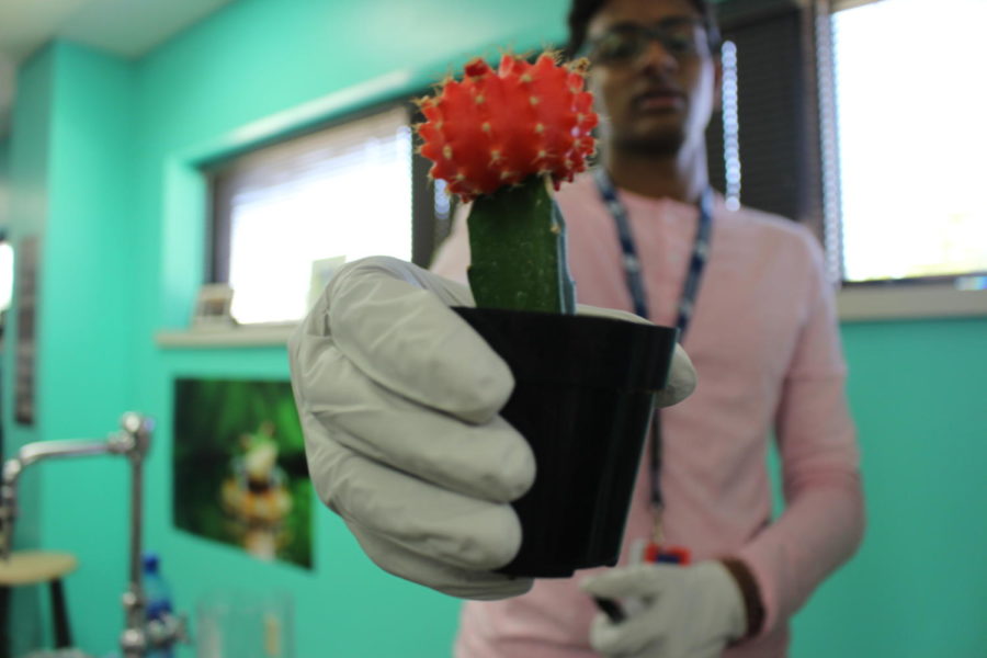 CHS junior Tarun Rayapati works on a terrestrial environment in IB I Biology with Rebecca Wheatley in room E208 on Tuesday. The mesocosm project focuses on building either an aquatic or terrestrial environment using collective materials that can sustain itself for four weeks. 