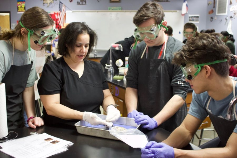 Coppell High School seniors Jenna Brown, Colin Smith, and junior James Lewis examine a cow’s eye during an anatomy with teacher Michelle McDowell during her seventh period class on Friday. McDowell is guiding learners in the dissection of a cow eyeball and sheep brain to teach about the nervous system through this lab.