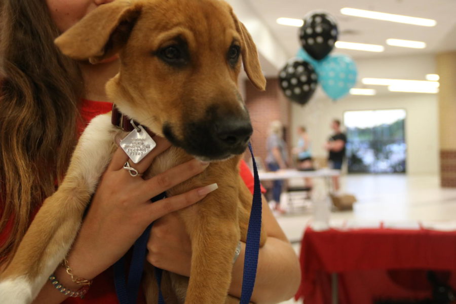 Coppell High School is hosting the Digs for Dogs during their match against Marcus on Sept. 24 at CHS Arena. All profits from the volleyball game will go to Operation Kindness.