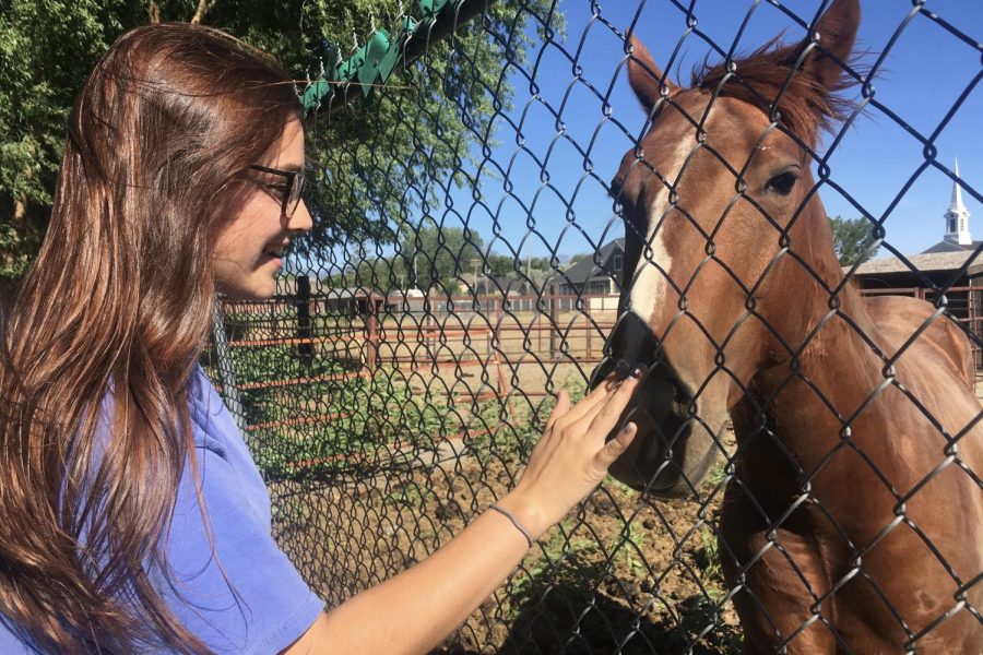 Coppell High School junior Natalie Adams pets a horse through a fence in Provo, Utah on June 22, 2018. Adams filmed In Our Backyard, a documentary on domestic poaching and wildlife conservation. Photo courtesy Veronica Turner