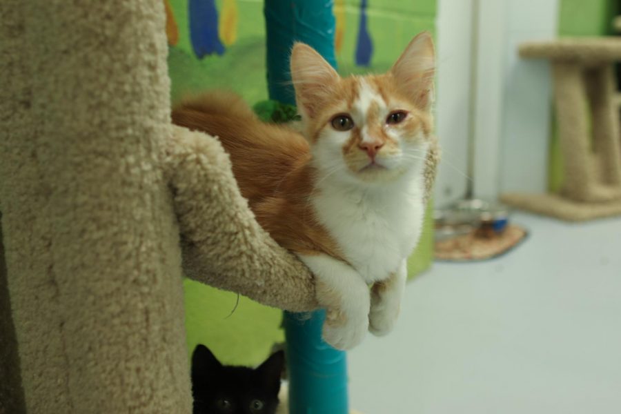 Pets are ready to be adopted at the Coppell Animal Services. During COVID-19, animal adoption has increased as people stay home and are happier to have pets around the house. Photo by Lilly Gorman