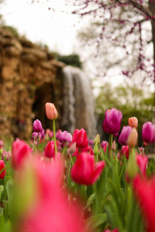 Tulips bloom at the Dallas Arboretum and Botanical Garden on Sunday. The arboretum has a variety of events, such as Artscape, Summer of Sculpture and Cool Thursdays Concert Series.  
