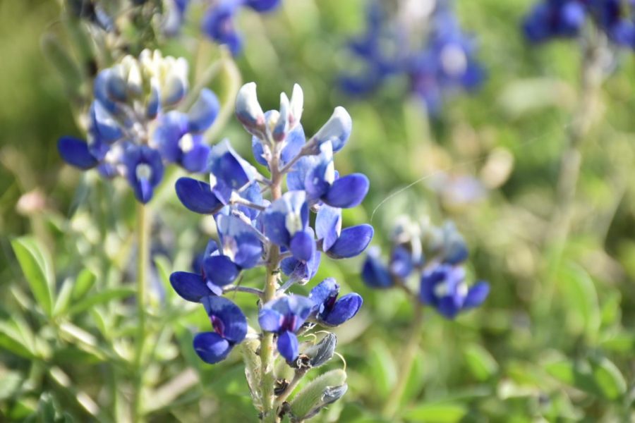 Bluebonnets bloom at Lee Elementary School on Monday. Bluebonnets were chosen as the Texas state flower in 1901 and annually bloom throughout Texas from late March to early April.
