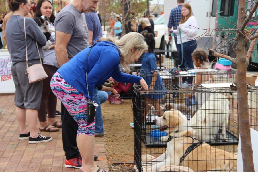 Cody’s Friends and Rescue displays dogs up for adoption at Santa at The Sound on Dec. 4.  In Cypress Waters, Santa at The Sound celebrated the holidays with live music, shopping booths and a dog rescue center.