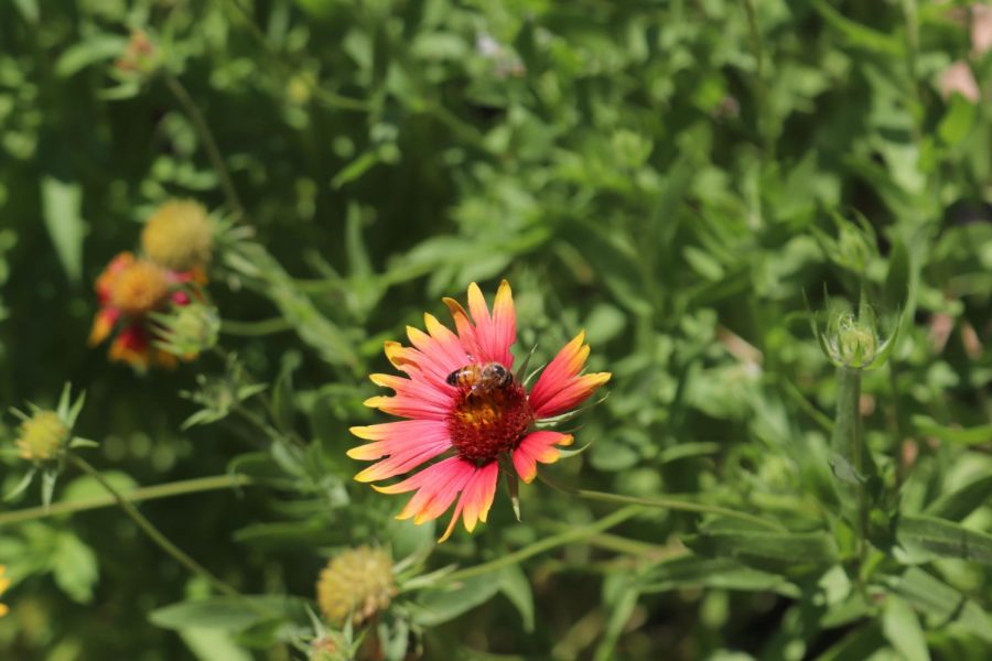 Indian Blanket flower is visited by a pollinating bee in the Coppell High School garden on Thursday. The CHS campus offers ample scenic locations as spring transitions to summer for students, faculty and visitors to enjoy. 