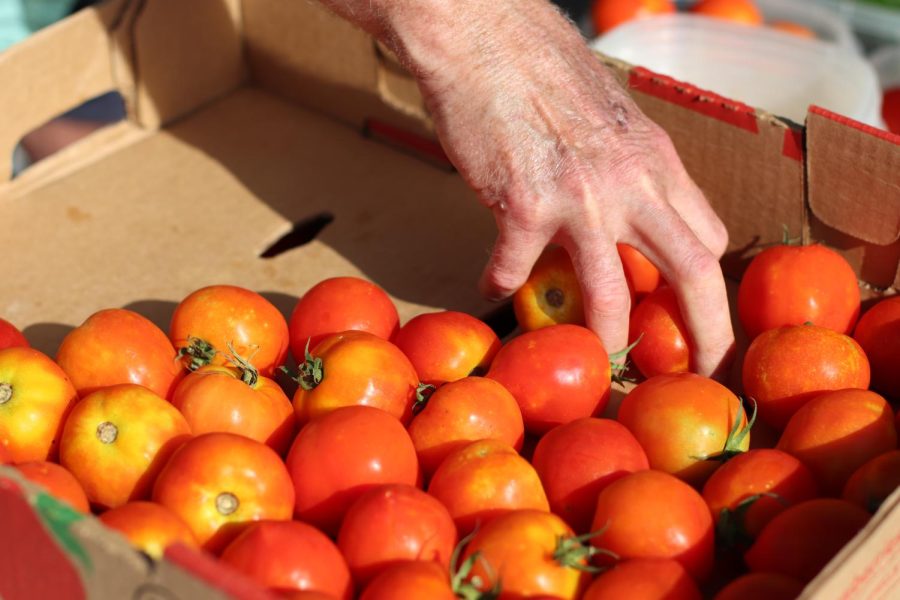 Individual boxes of tomatoes are refilled for customers from a large crate box. Weathertop Farm’s vendor Chris Buckalew sells organic seasonal vegetables, eggs and meat, all grown and raised on his farm, at the Coppell Farmers Market every Saturday.