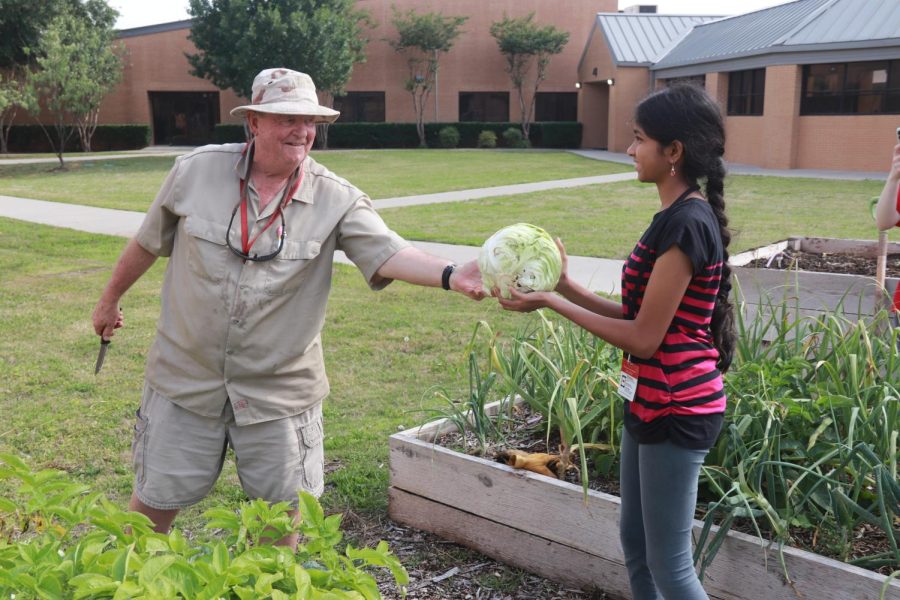 Coppell ISD agricultural education assistant Larry Thompson helps a freshman harvest cabbage on Thursday at CHS9. The Leo Club gardening committee has been cultivating various produce since November and harvested a cumulative of 159 pounds of crops to donate to Metrocrest Services.