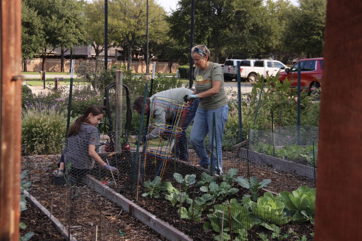 Coppell community members remove old plants and set up nets at the Coppell Community Gardens on Oct. 5. Coppell Community Gardens has brought together residents who love gardening since 1998. Photo by Sri Yadavalli.