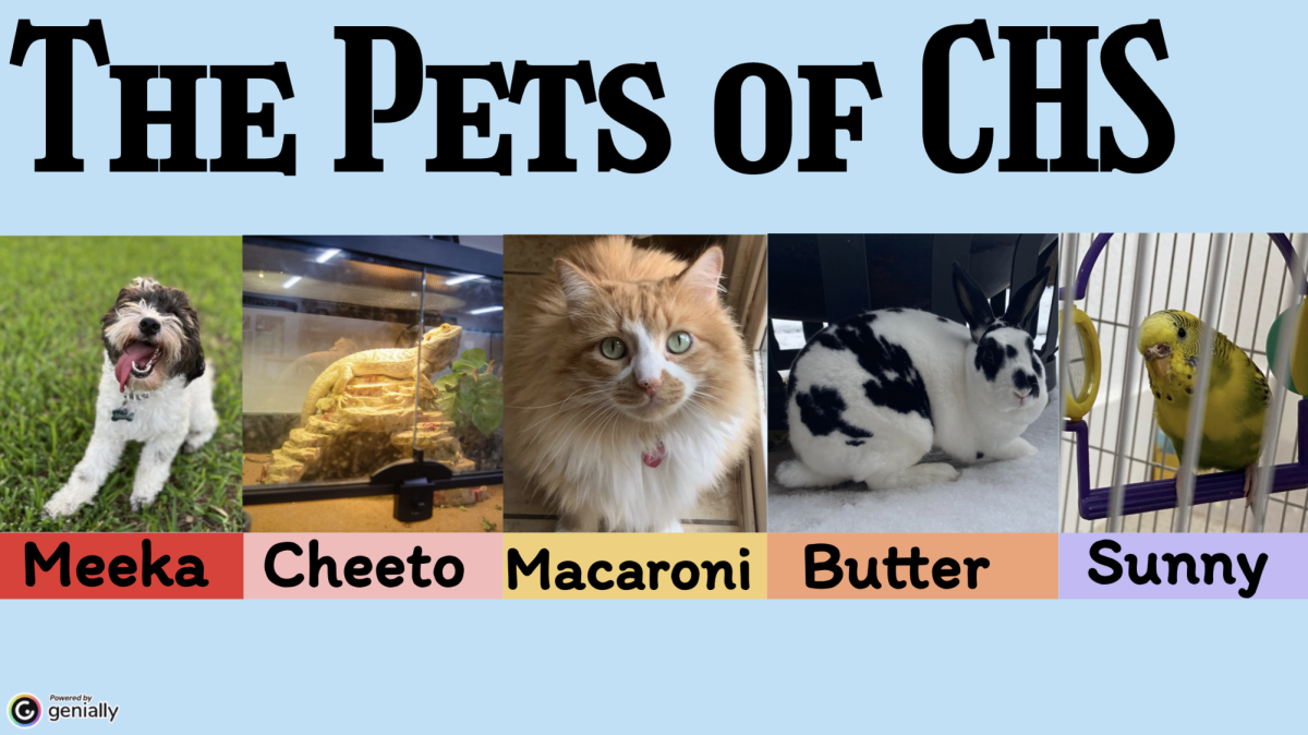 Meet the pets of CHS